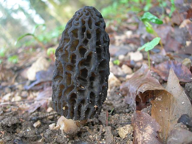 Alla ricerca della spugnola acuminata